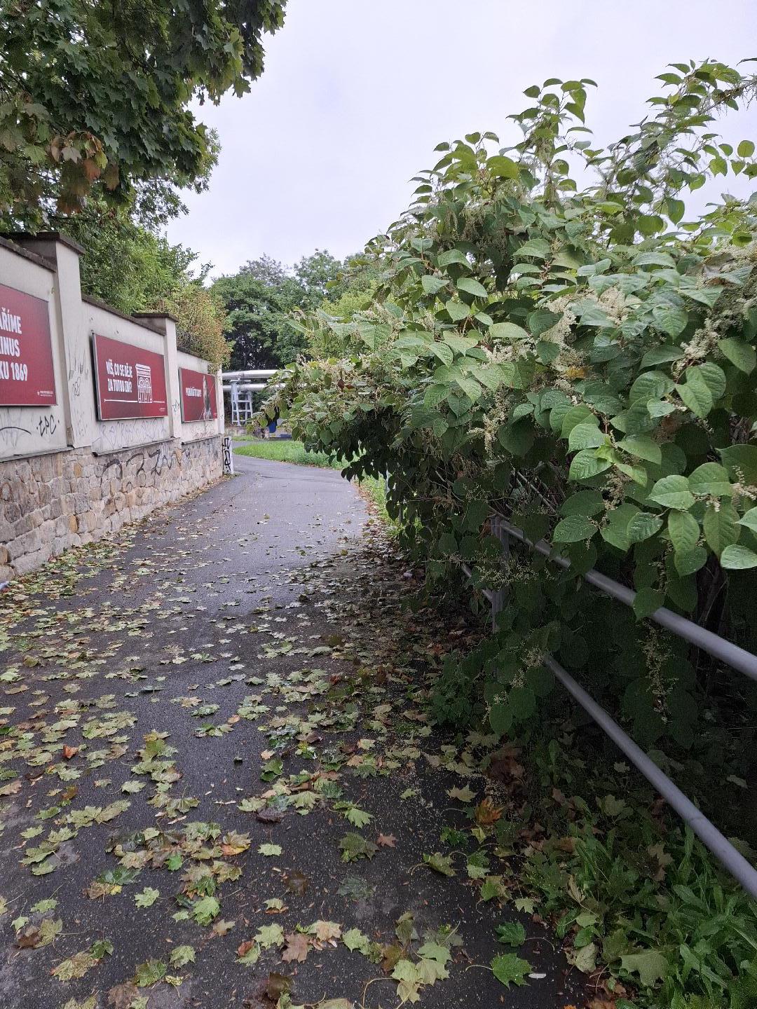 Přerostlý keř pivovar