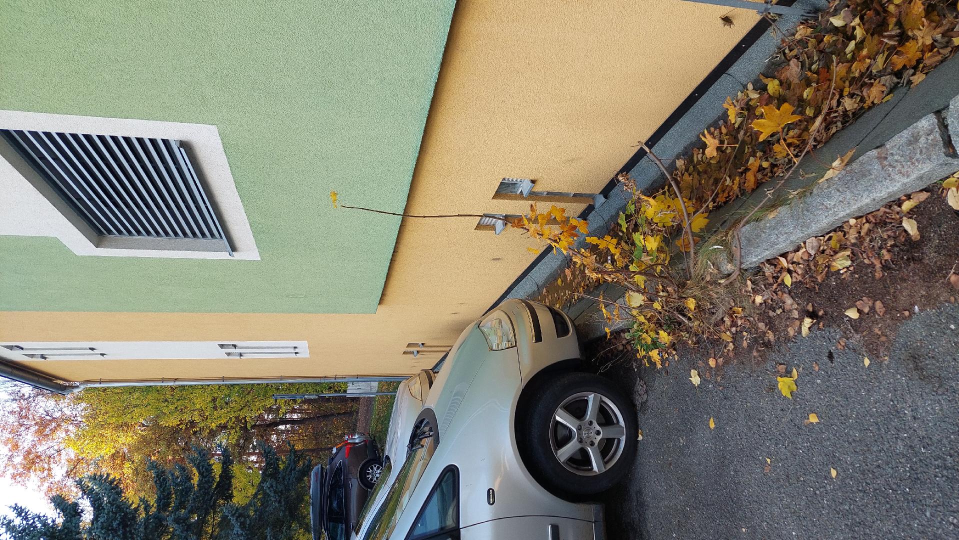 Z asfaltu roste javor