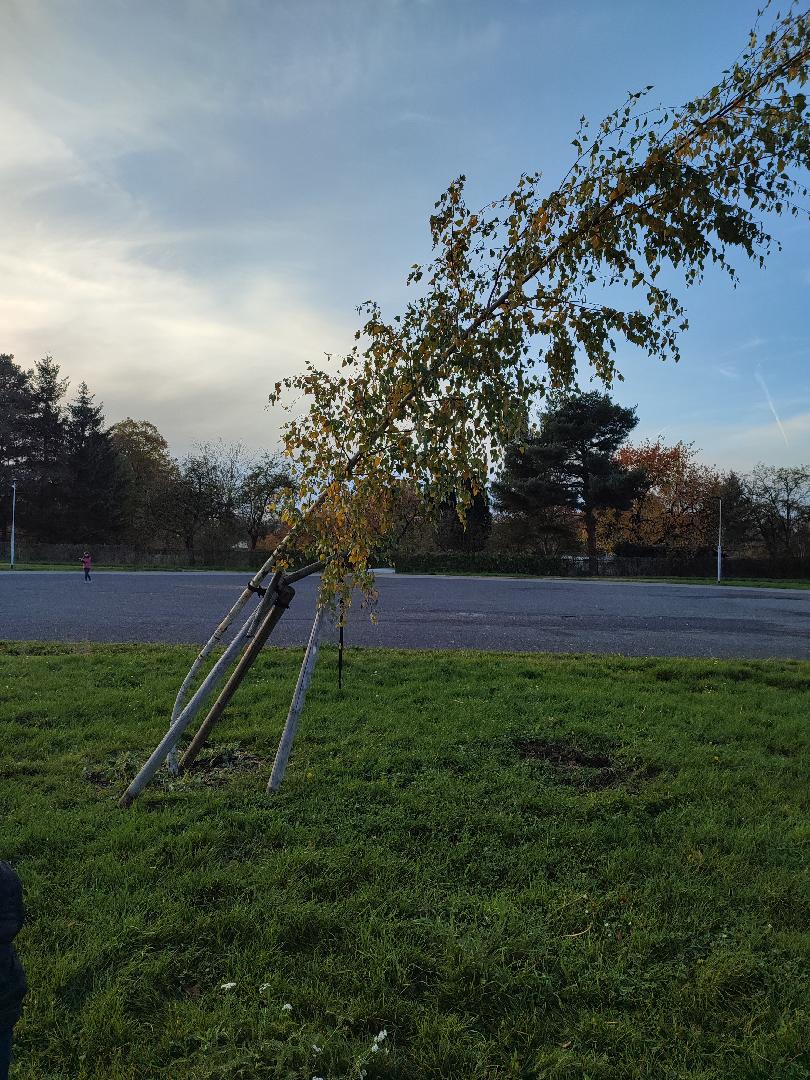 Zničená opora břízy