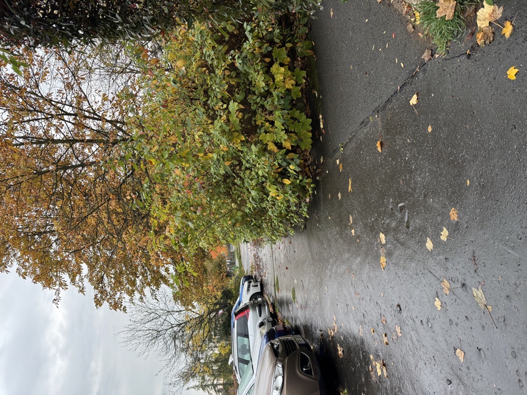 Zastřižení keřů