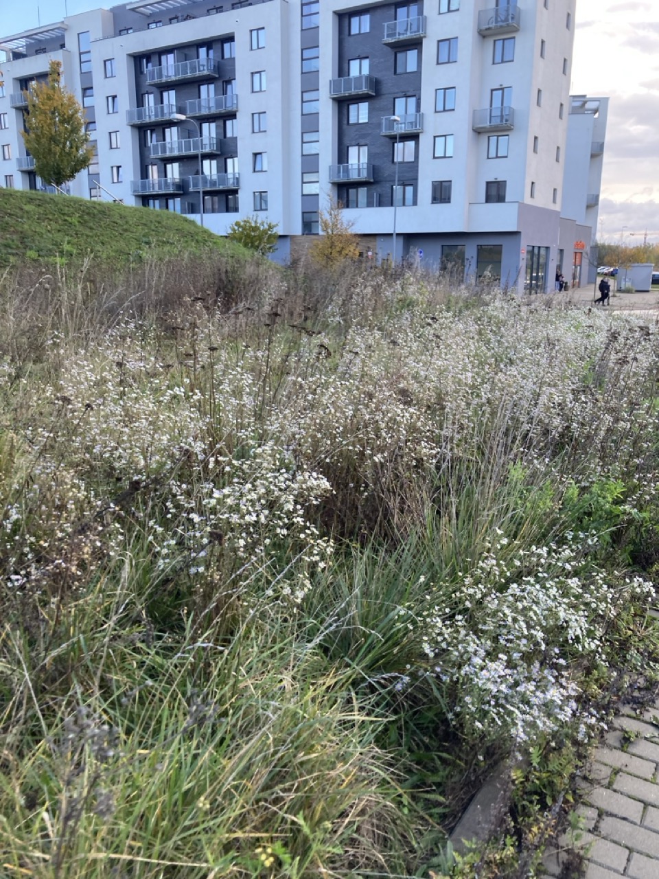 Neudržovaný trávník