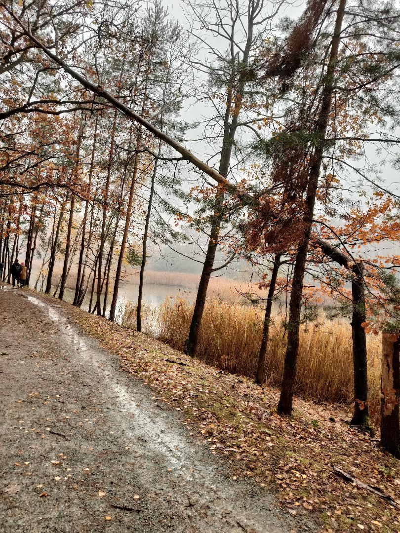 Ulomený strom nad cestou