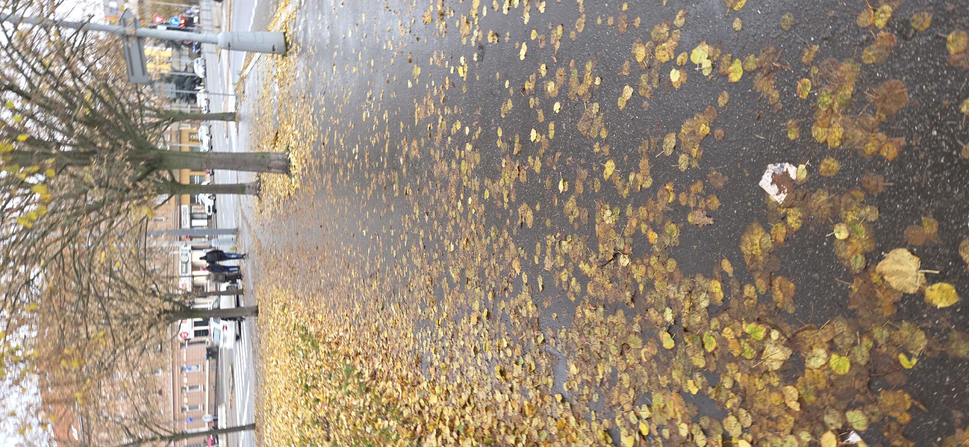 Spadané nebezpečné listí