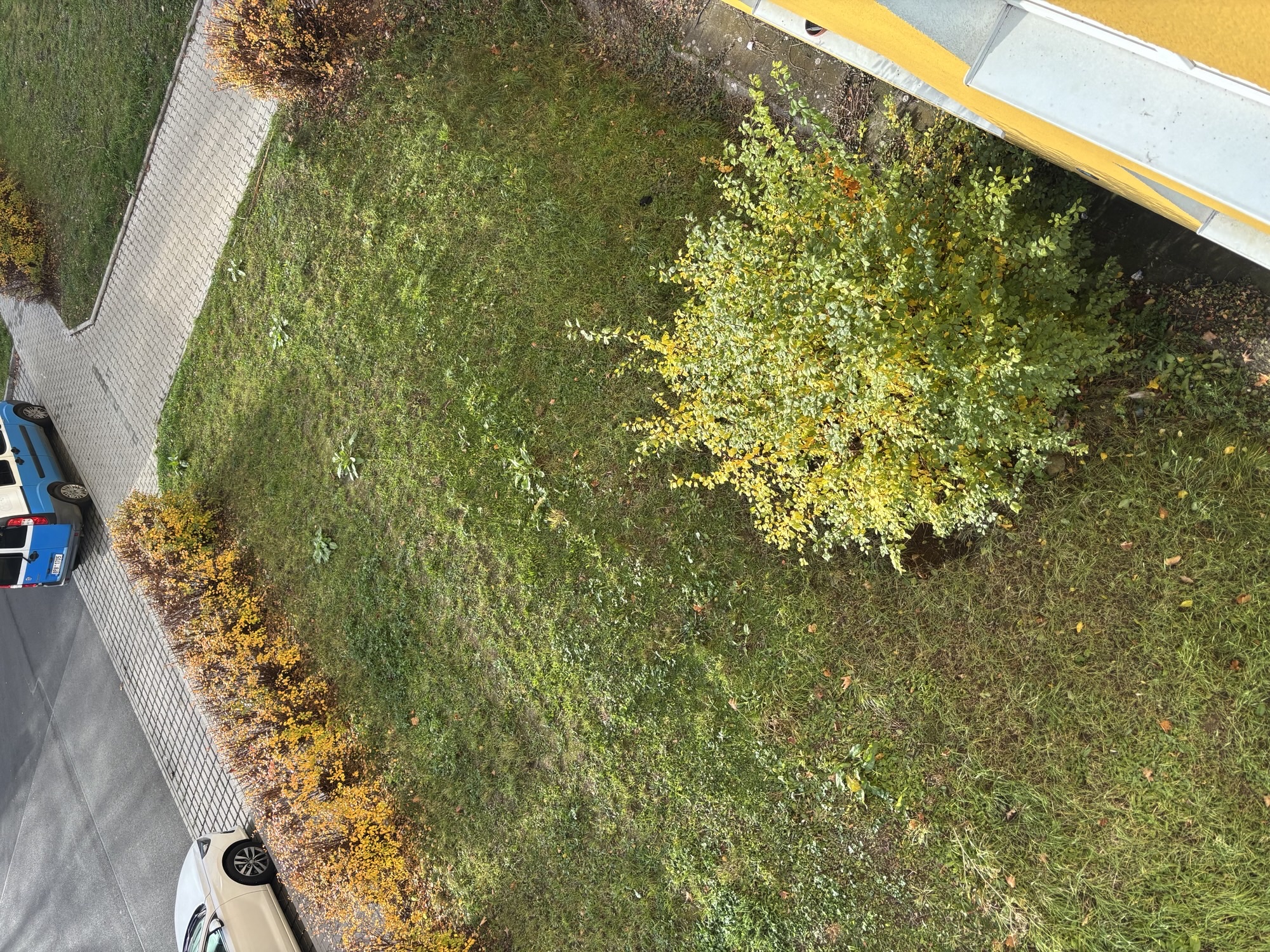 Rostoucí strom/keř do oken