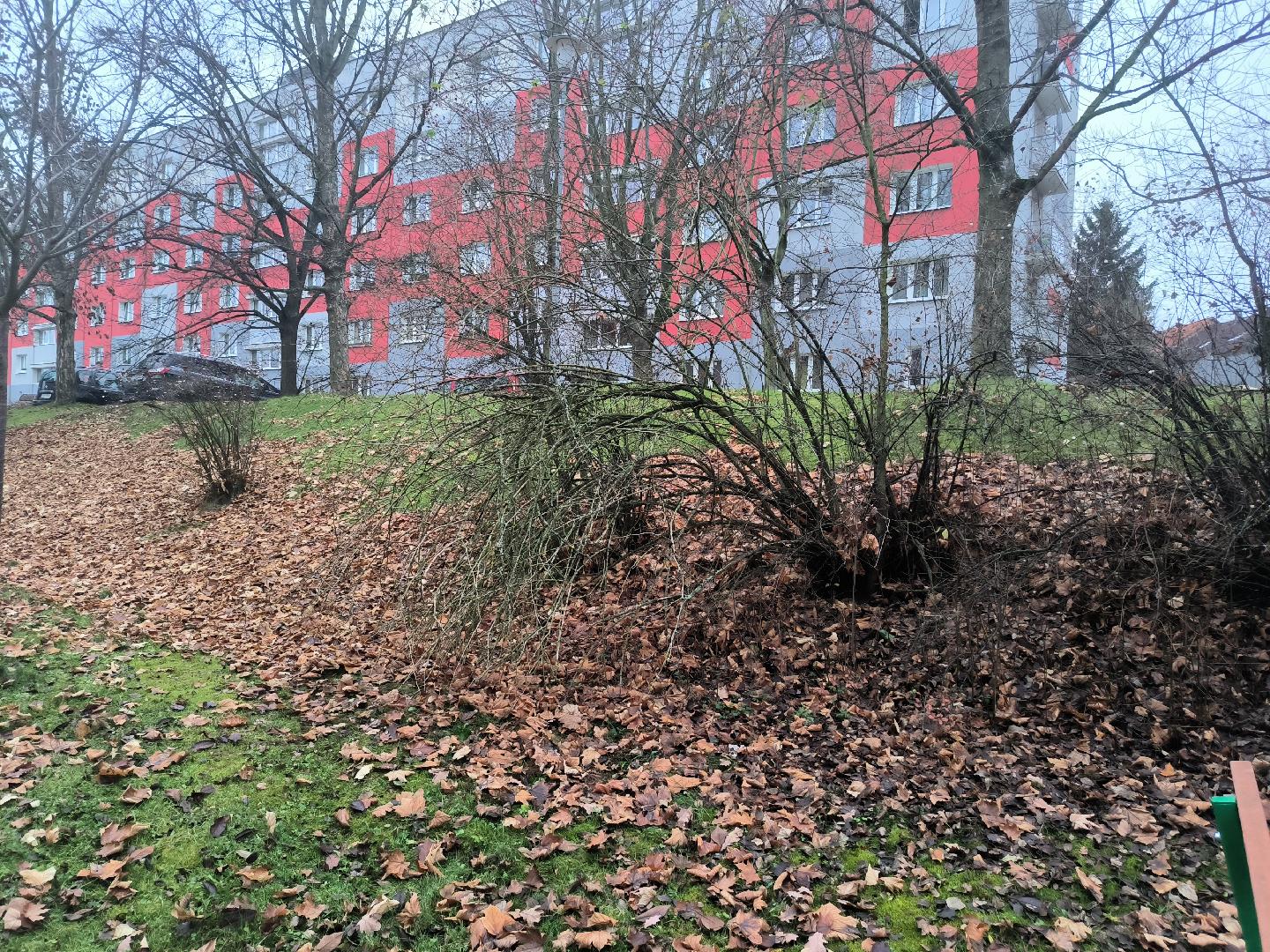 Ořez suchých větví