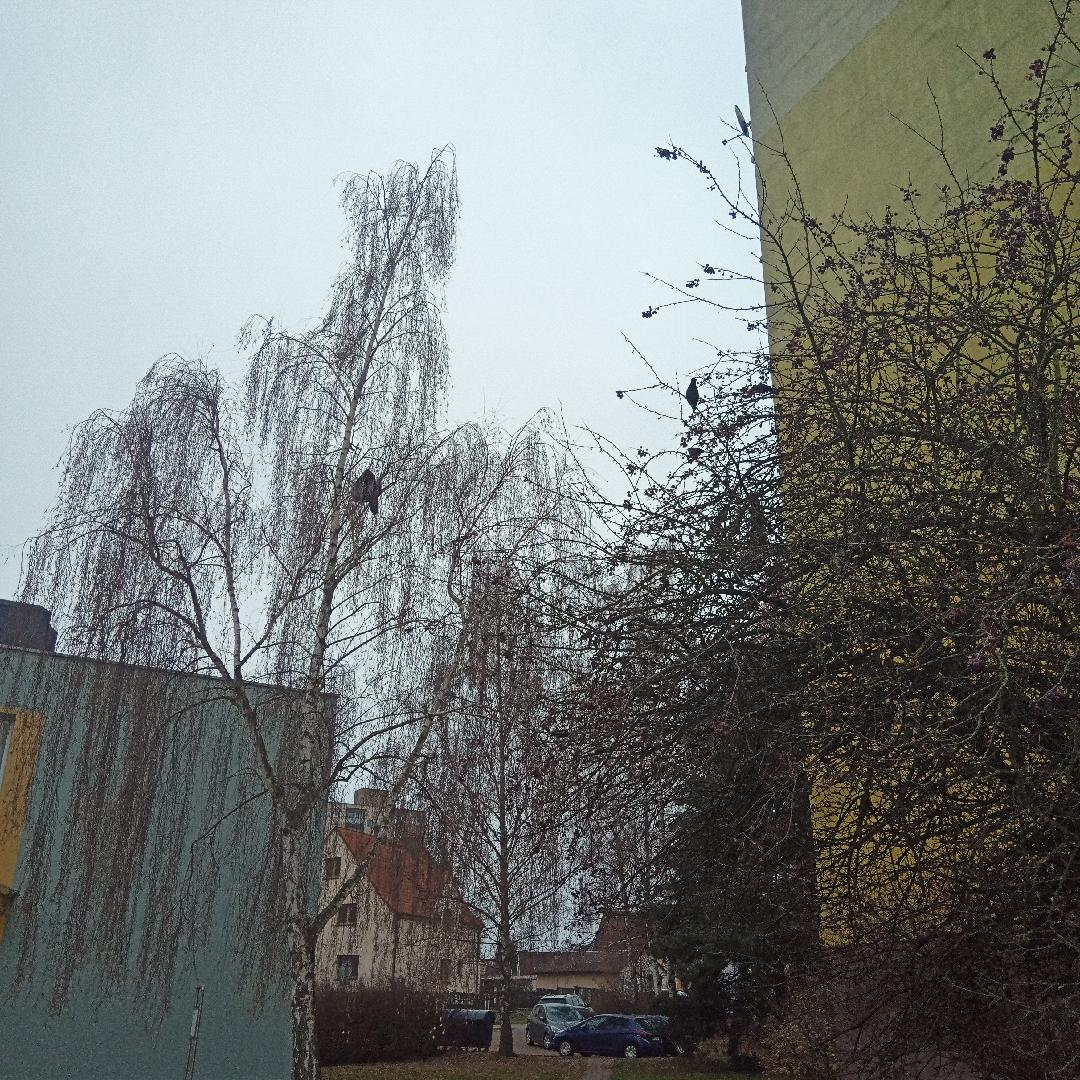 Oblečení na stromě