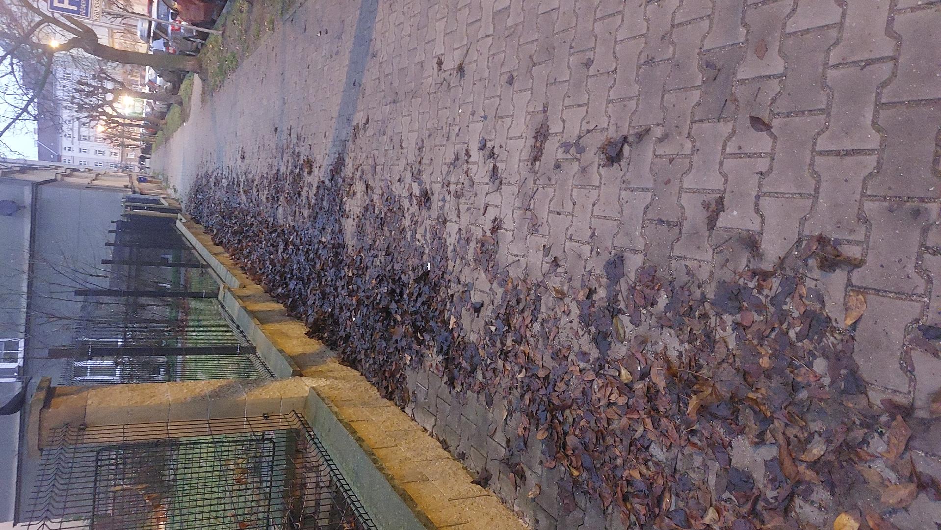 neuklizený chodník 