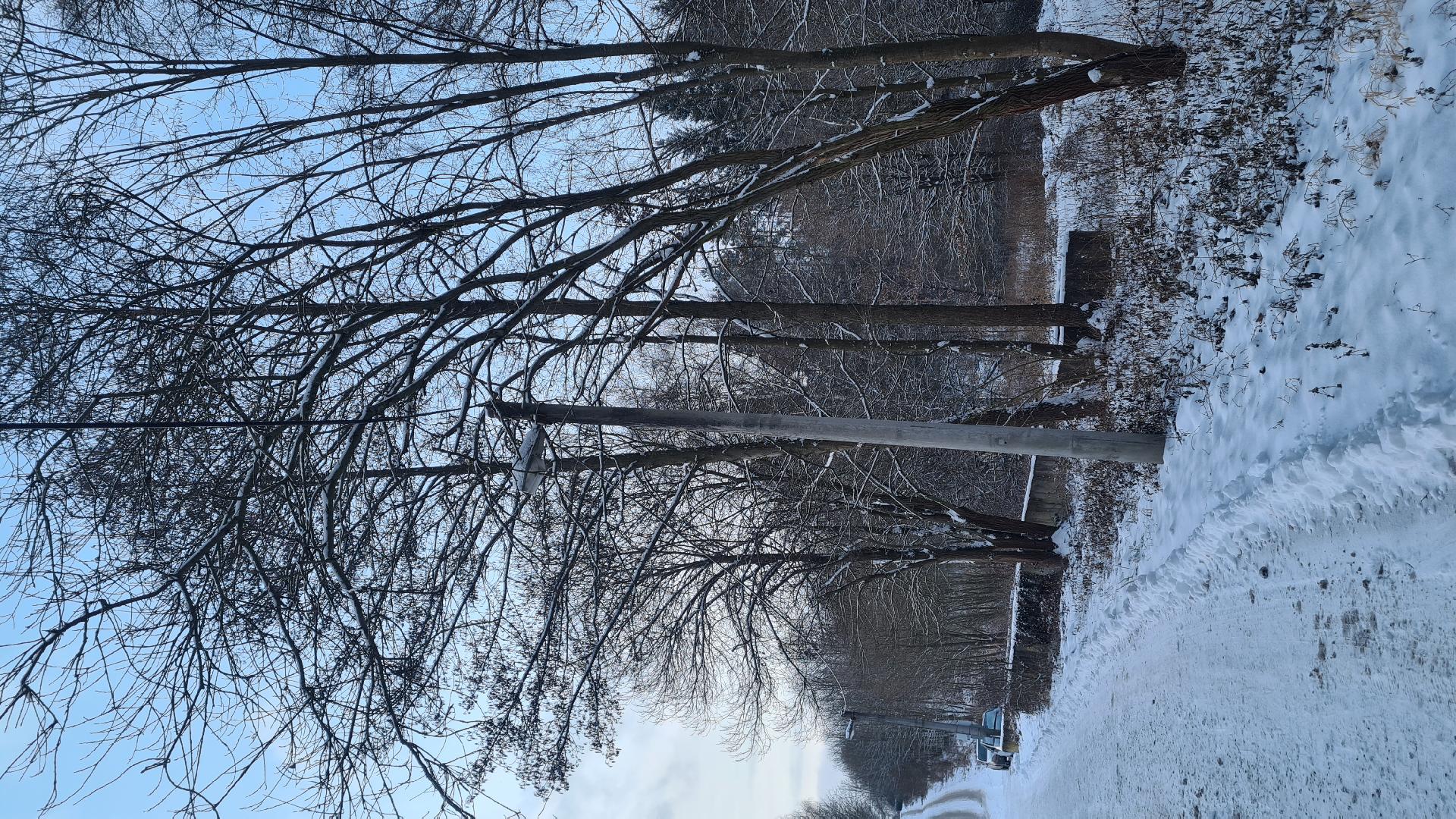 Hrozící pád stromu a kabelu