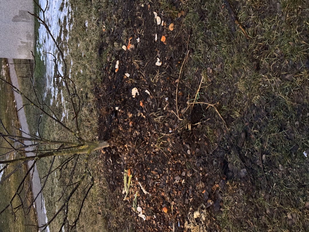 Odpadky (bio odpad) u stromu