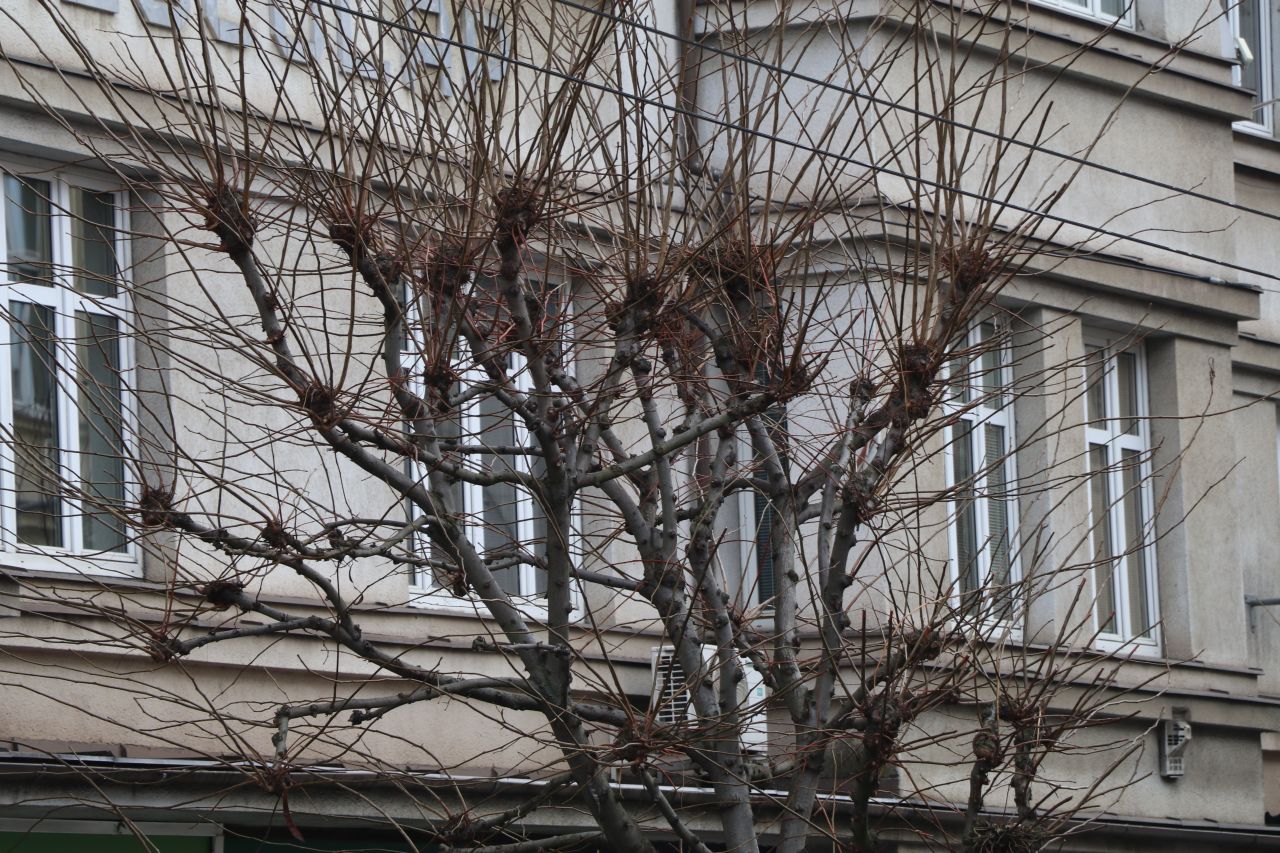 Jak prořezávat stromy?