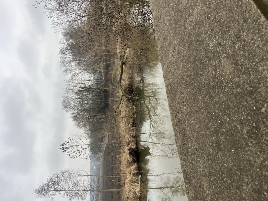 Strom v řece + nepořádek kolem