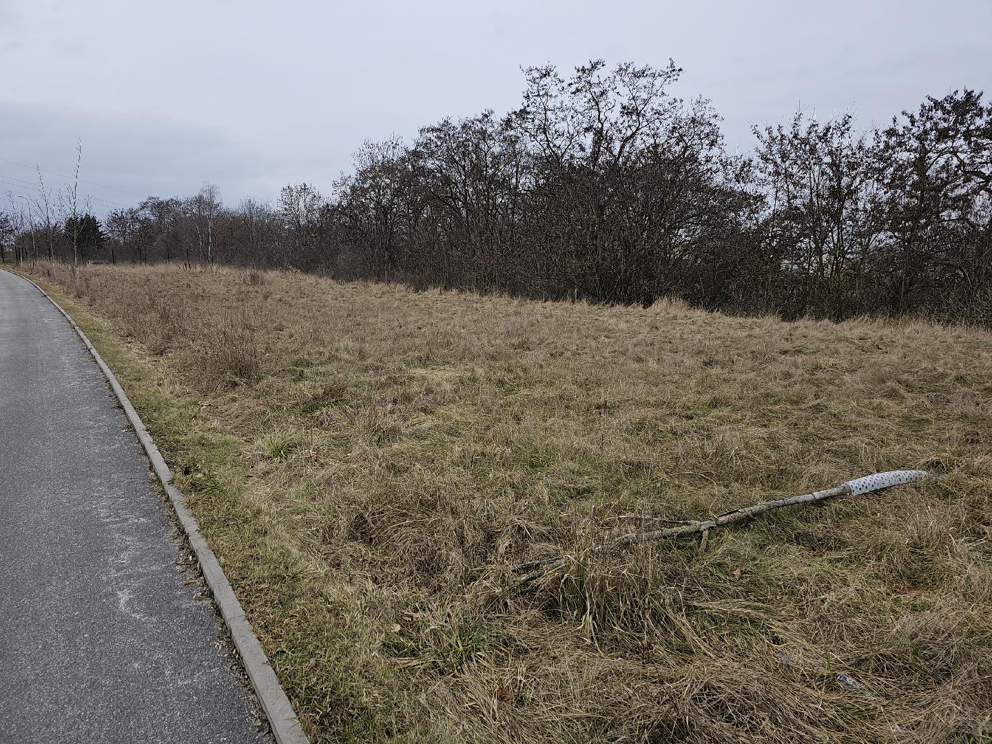 Zdevastované, chybějící stromy