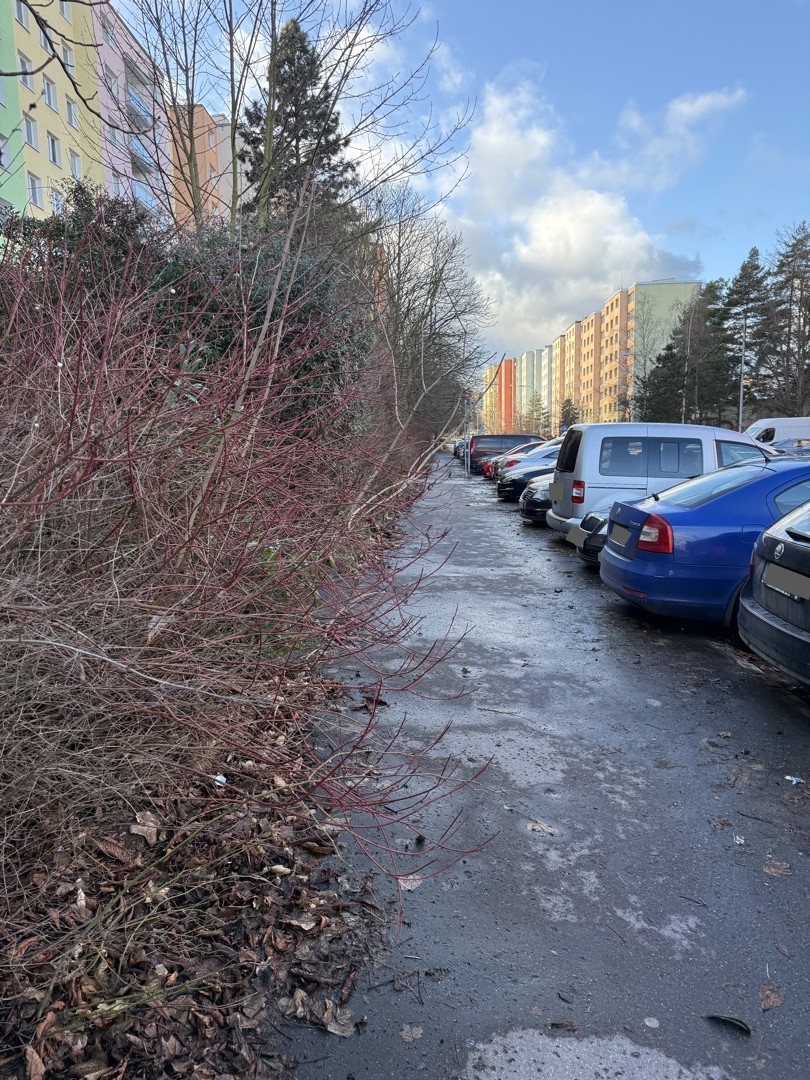 Náletové dřeviny - Sokolovská