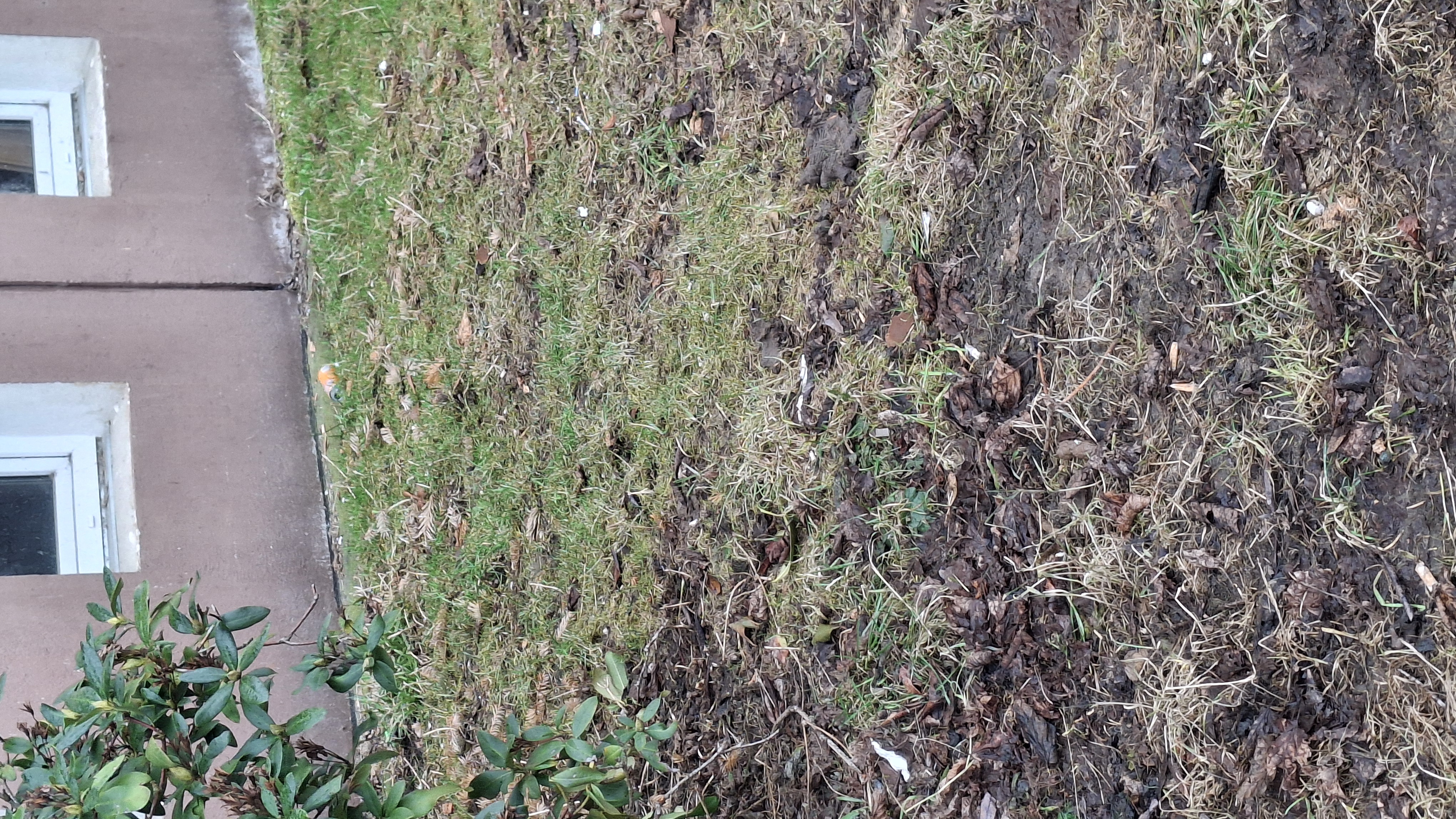 Odpadky kolem a ve křoví