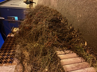 Zeleň zasahující do chodníků