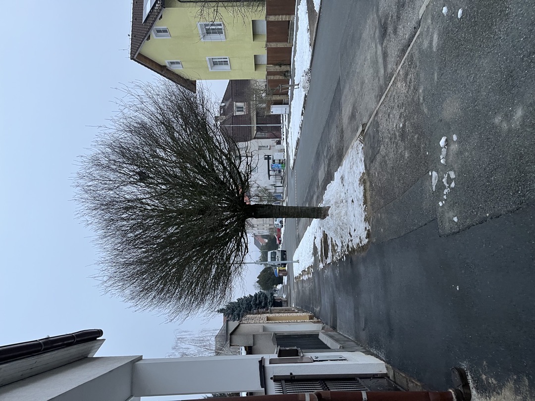 Neudržované stromy