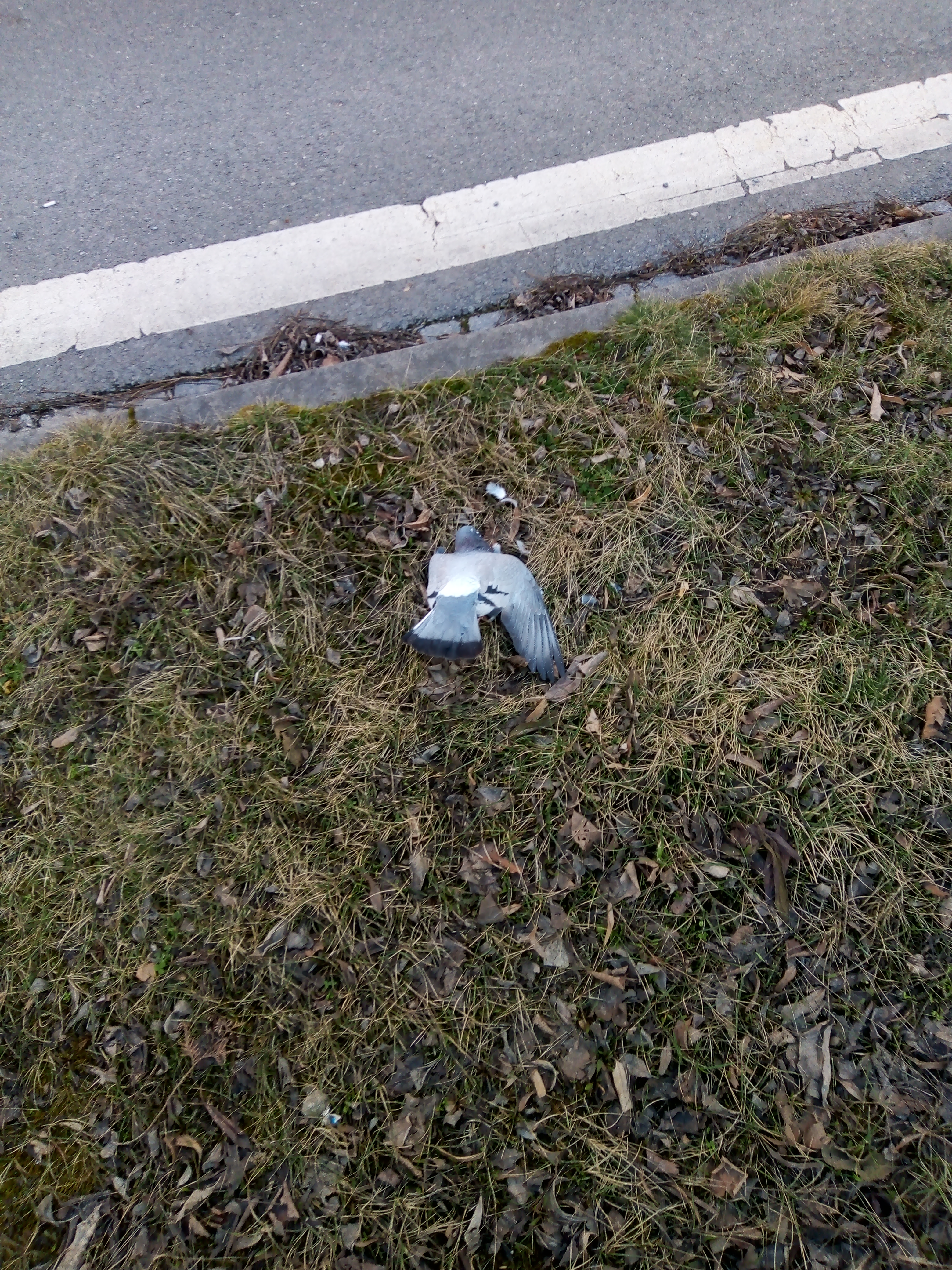 Další mrtvý holub