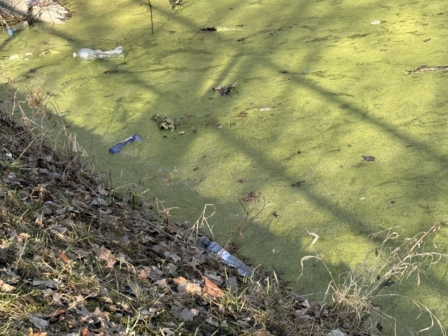 Neudržovaná oblast v parku