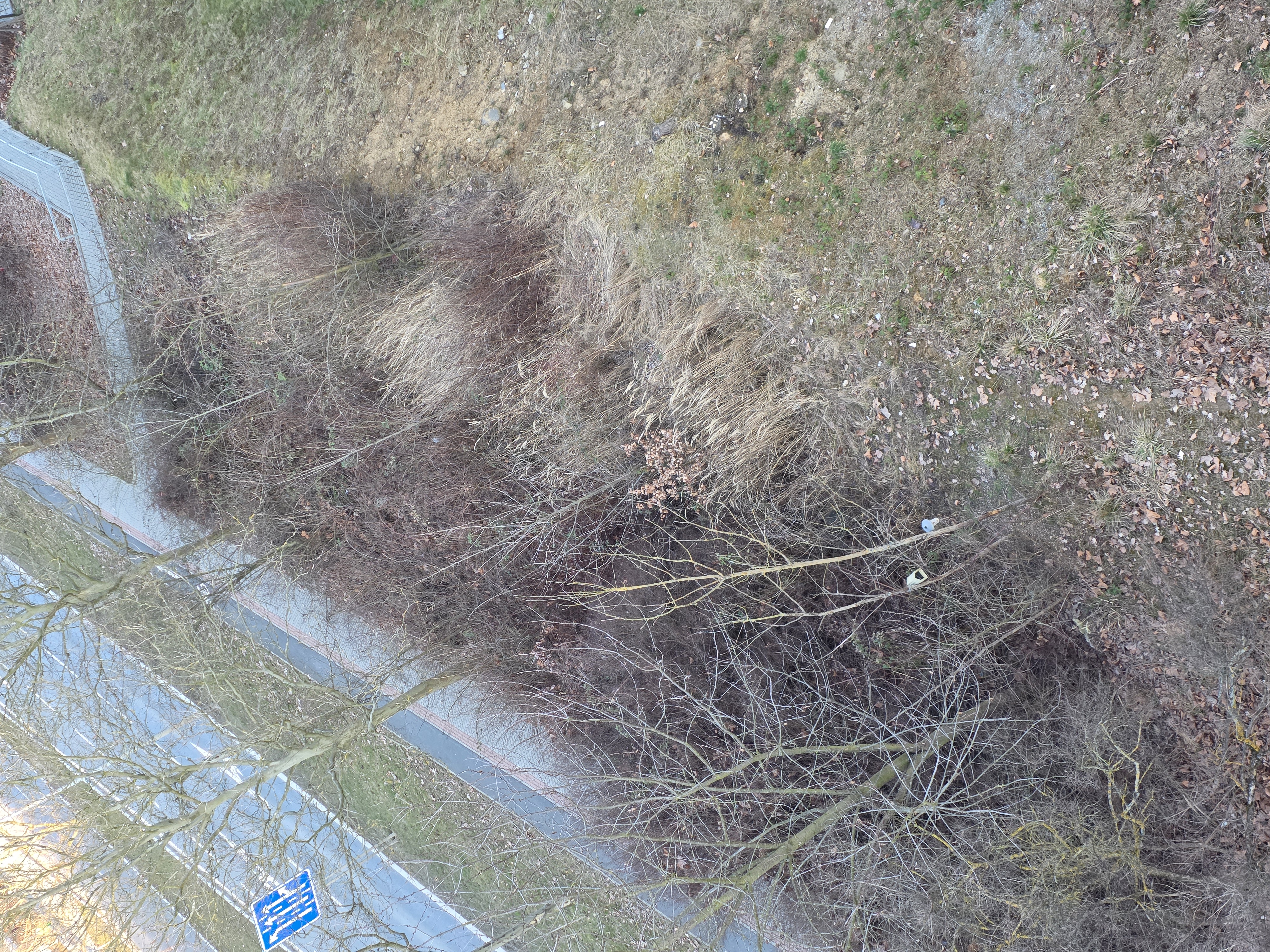 Vyřezání a likvidace náletů