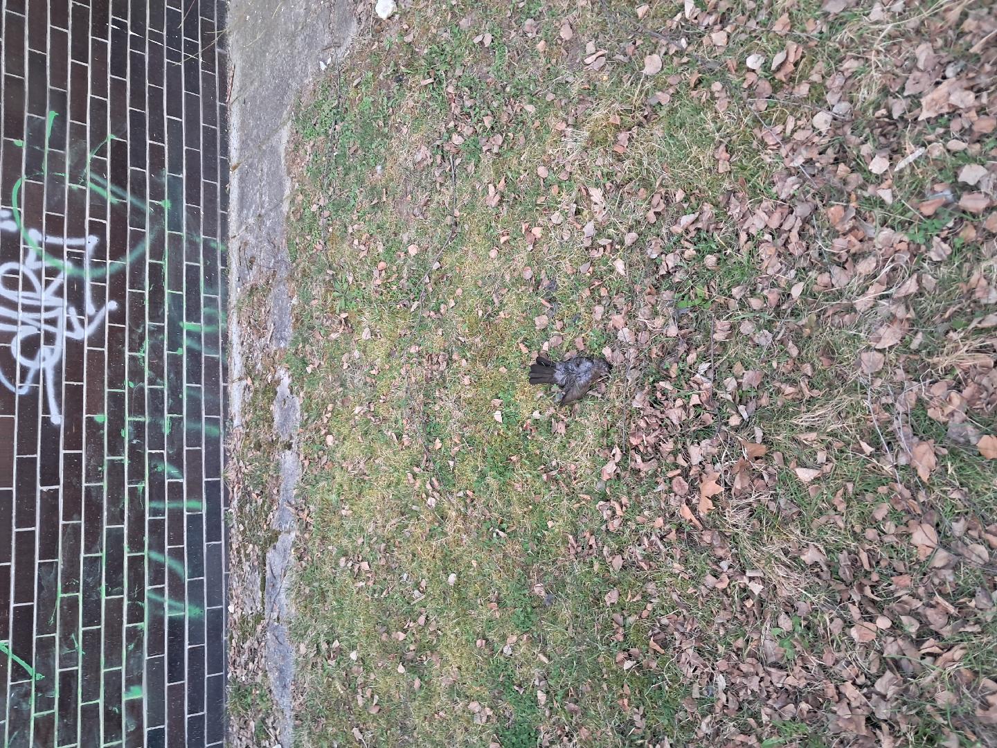 Fotografie nahlášení