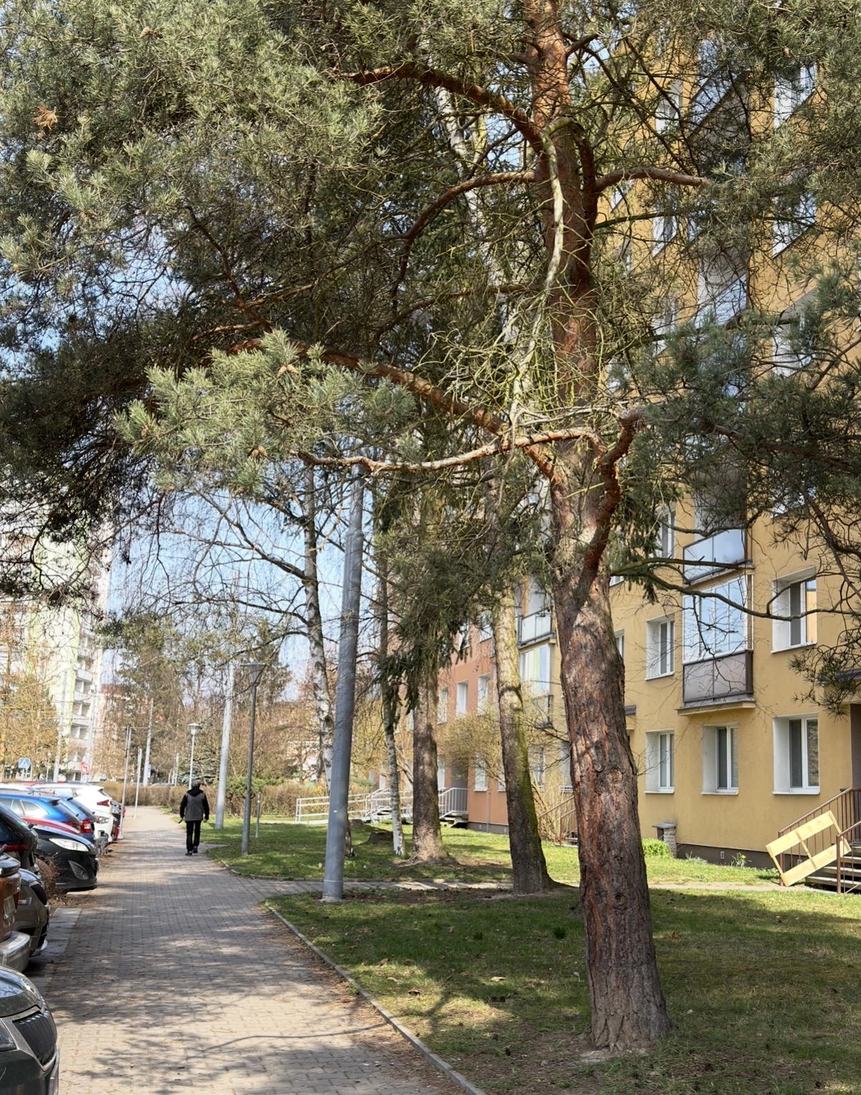 Naklánějící se stromy