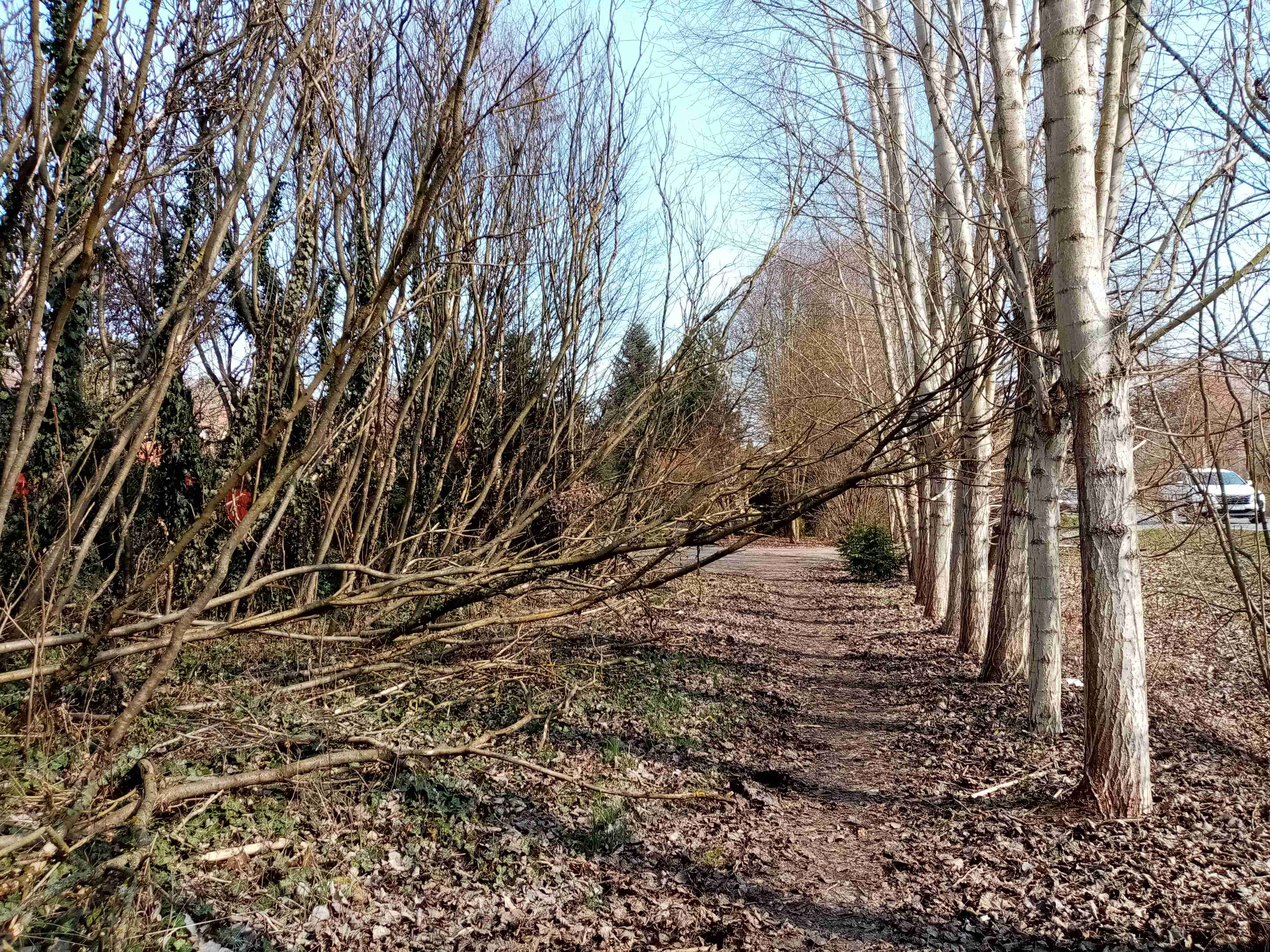 Padlé stromy přes cestu