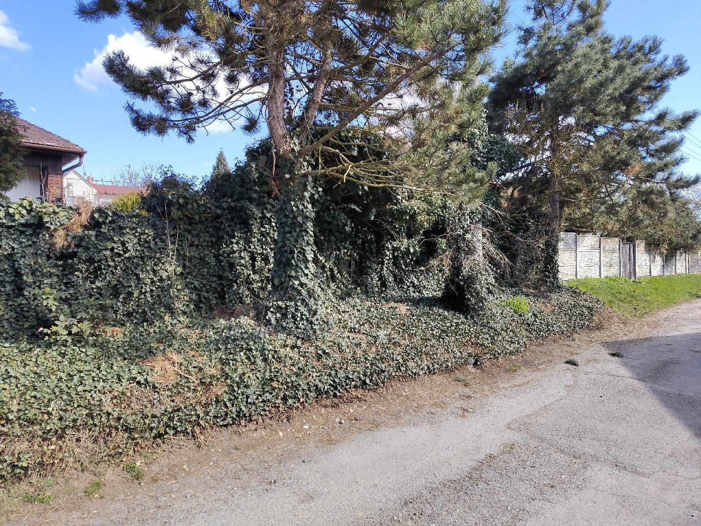 Likvidace břečťanu