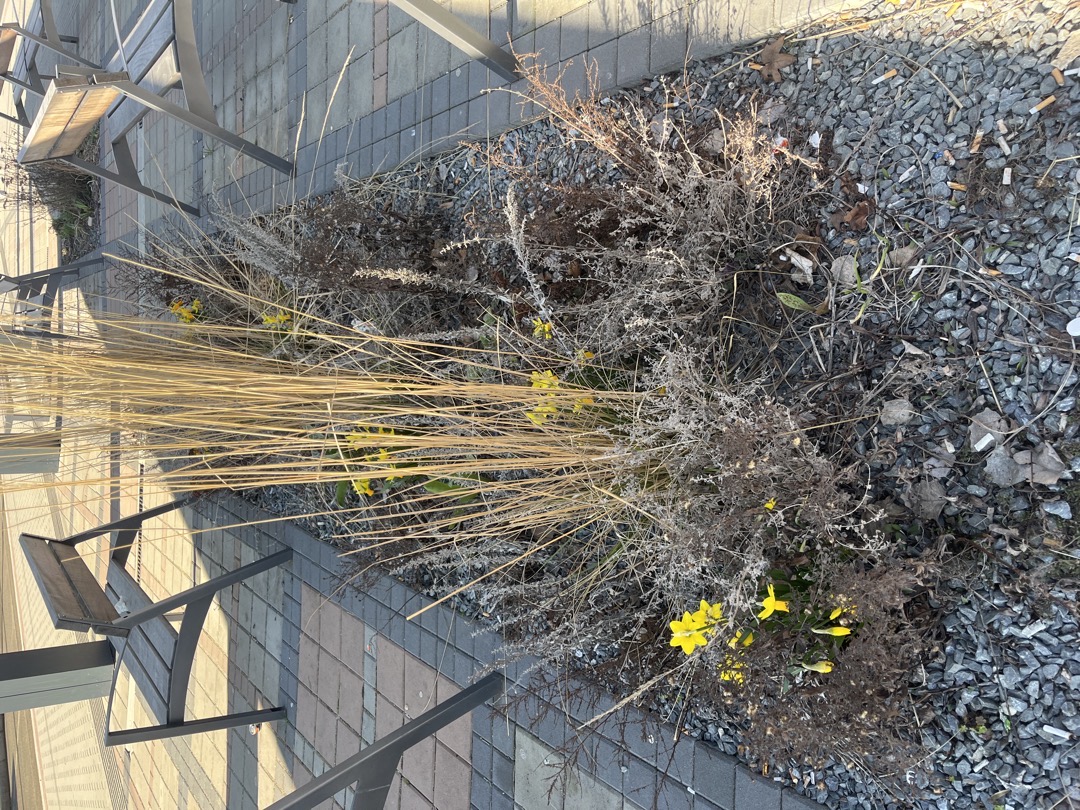 neopečované okrasné ostrůvky