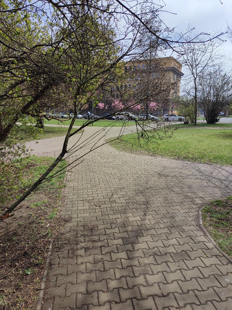 Větev zasahuje do cesty