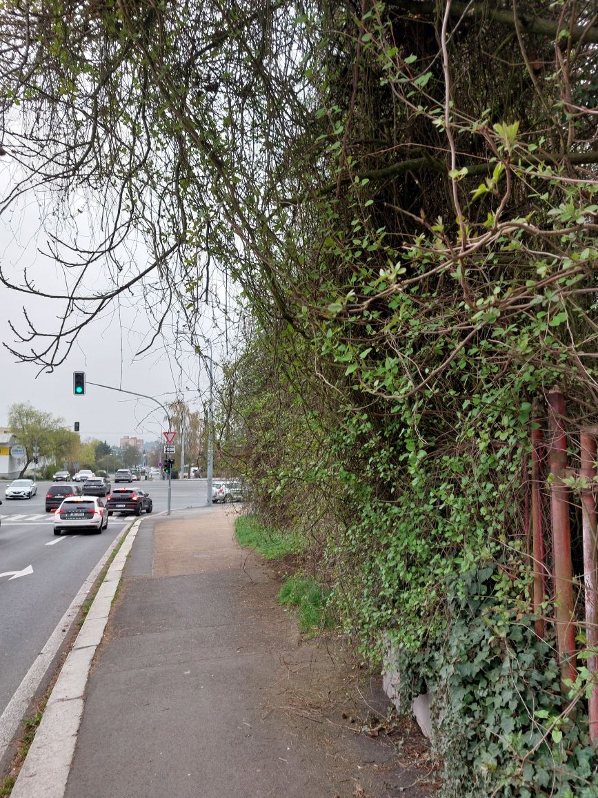 Šlahouny šlehají do očí