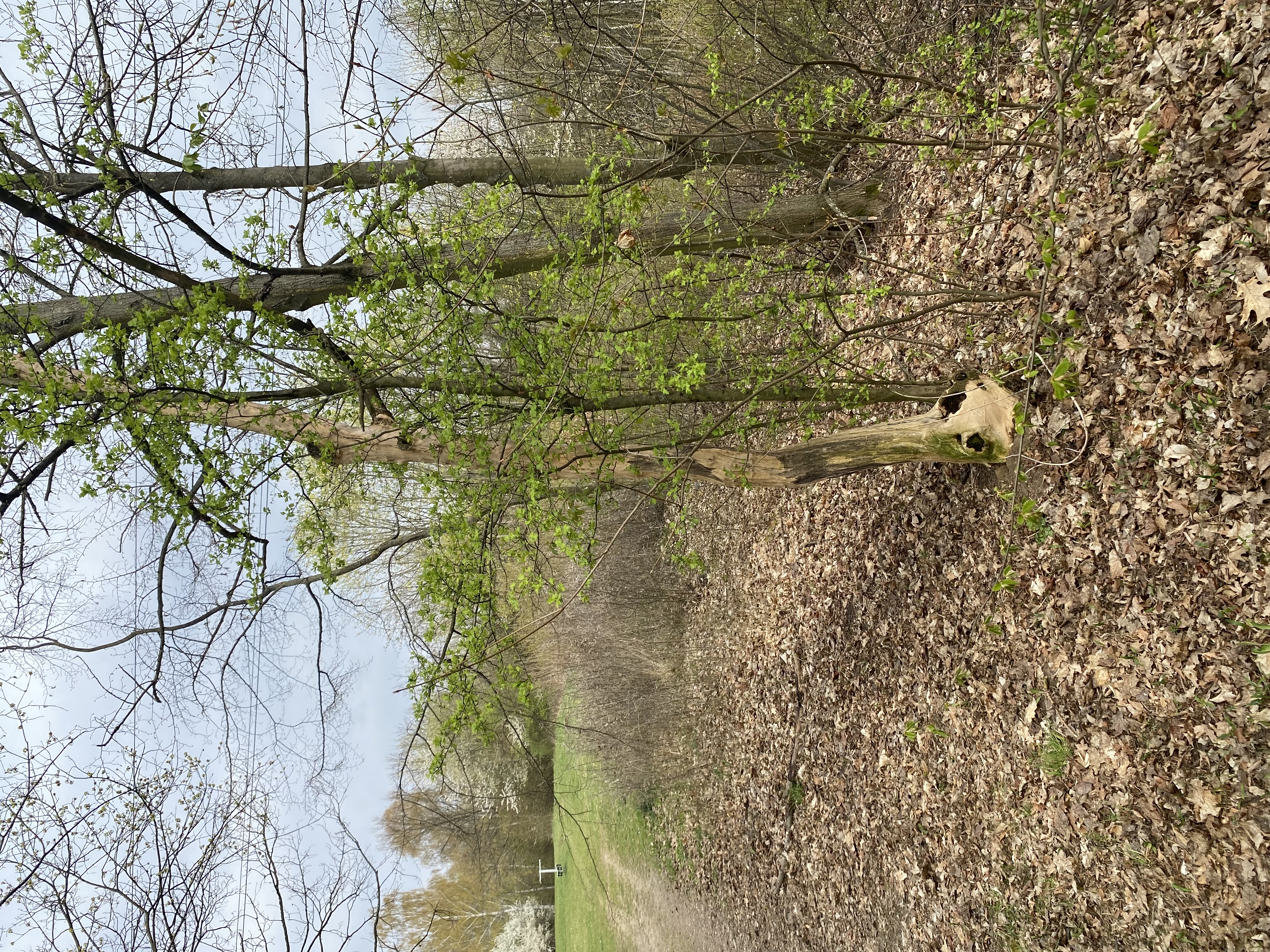 Odborné posouzení stavu stromů