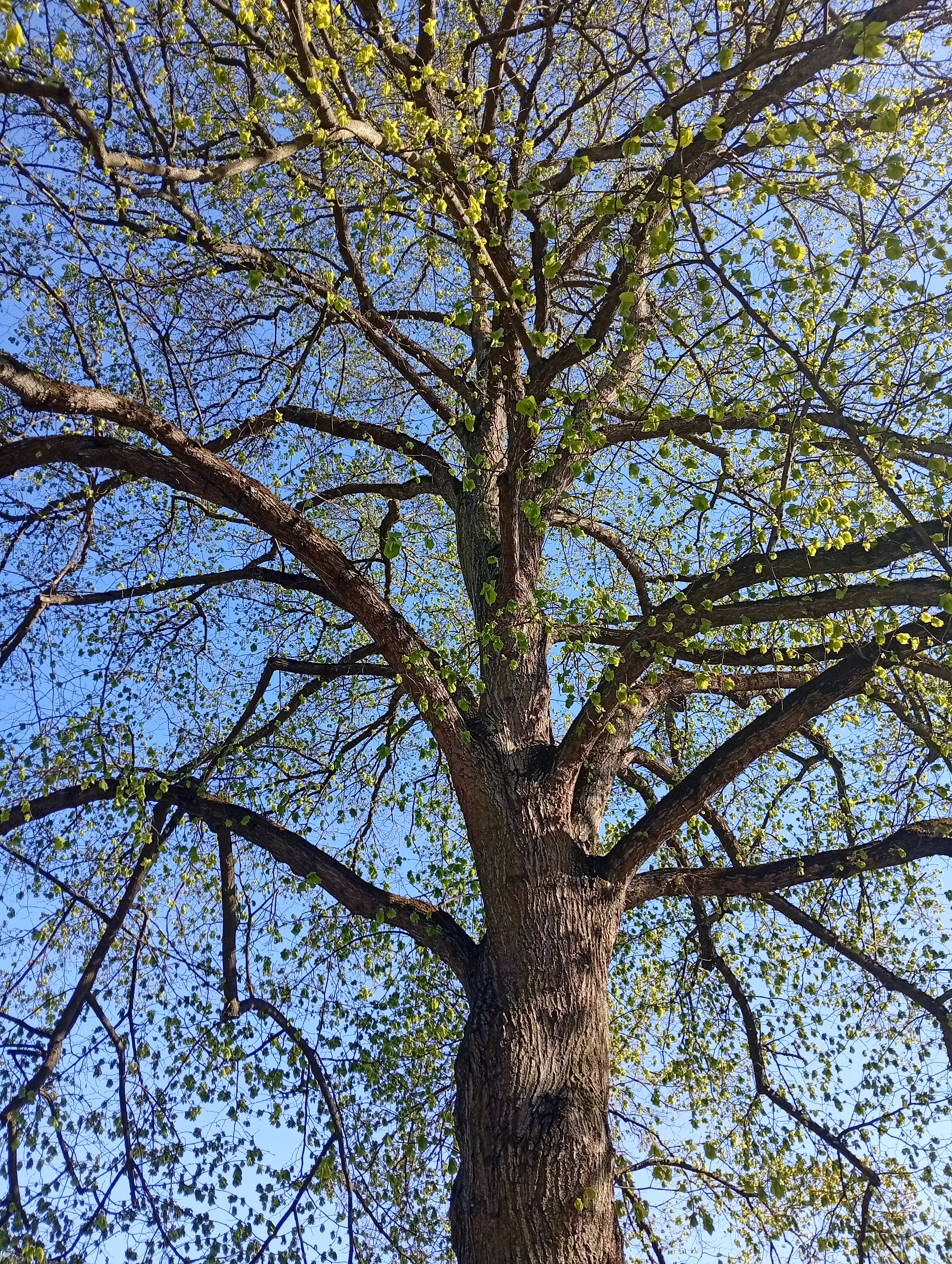 Padající větve na chodník