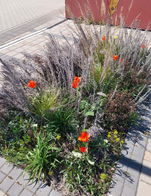 Zahony u Terminalu Bory