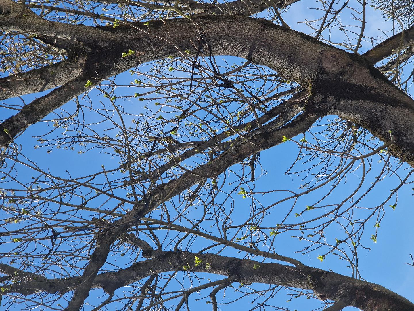 Namotaná páska ve větvích