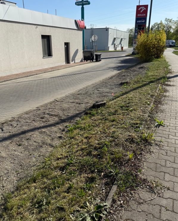 Neudržovaná zeleň