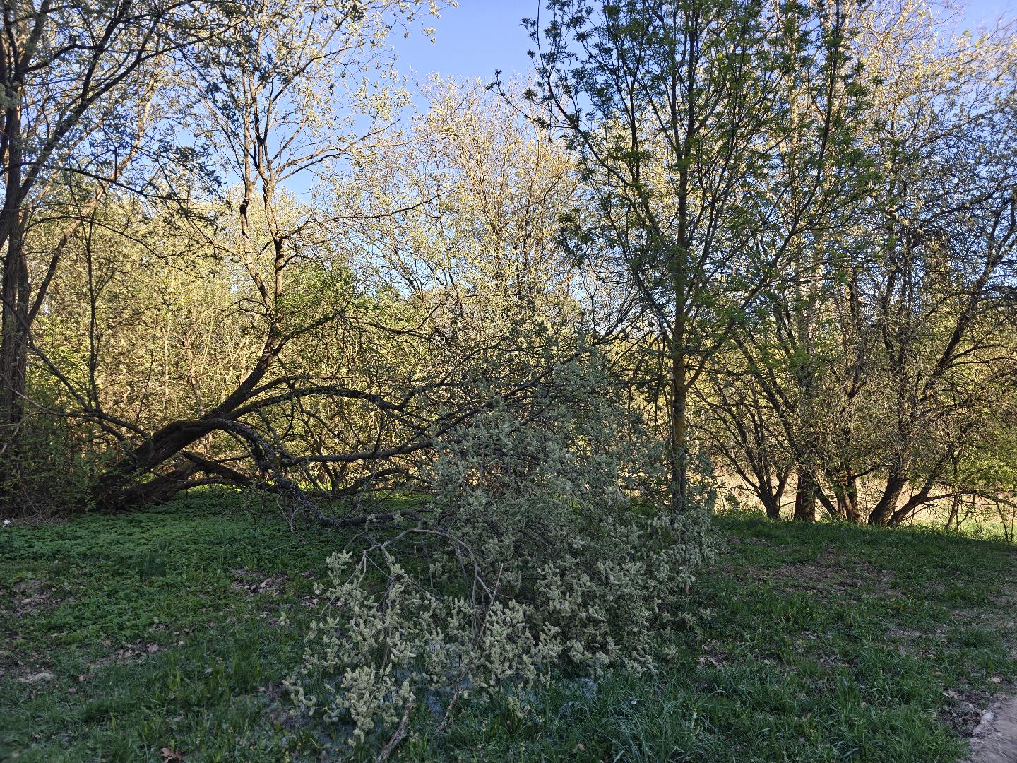 Spadlý strom