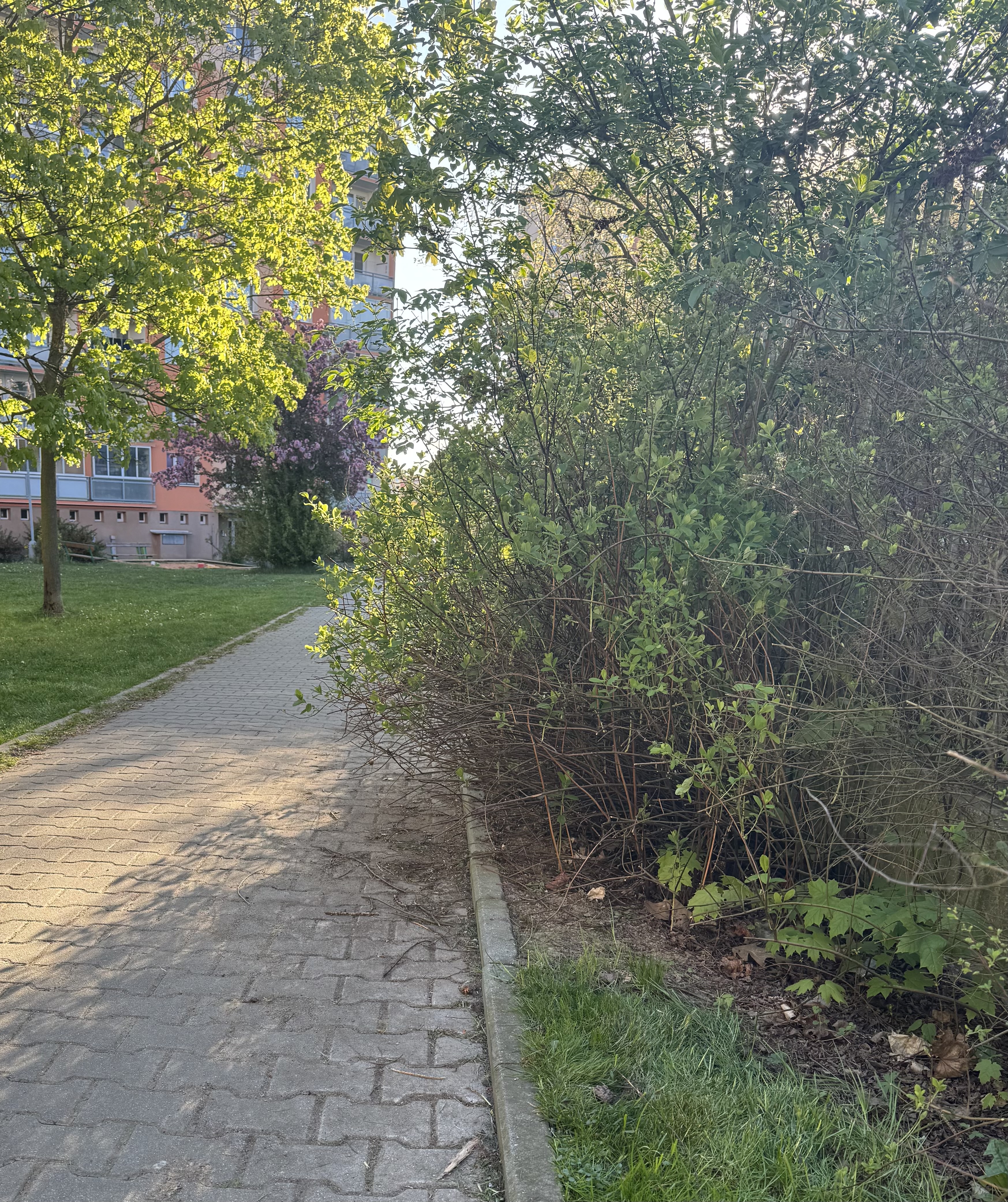 Přerostlý keř