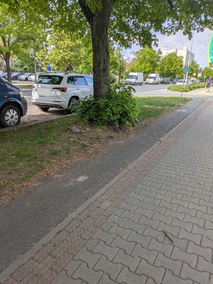 Mrtvý holub