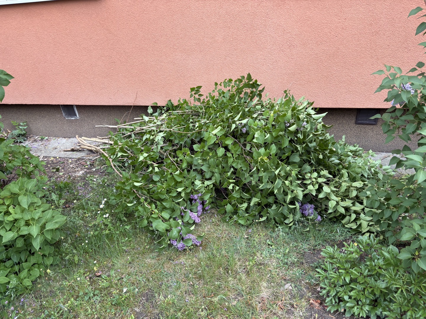 halda větví/ zanedbaná zeleň 
