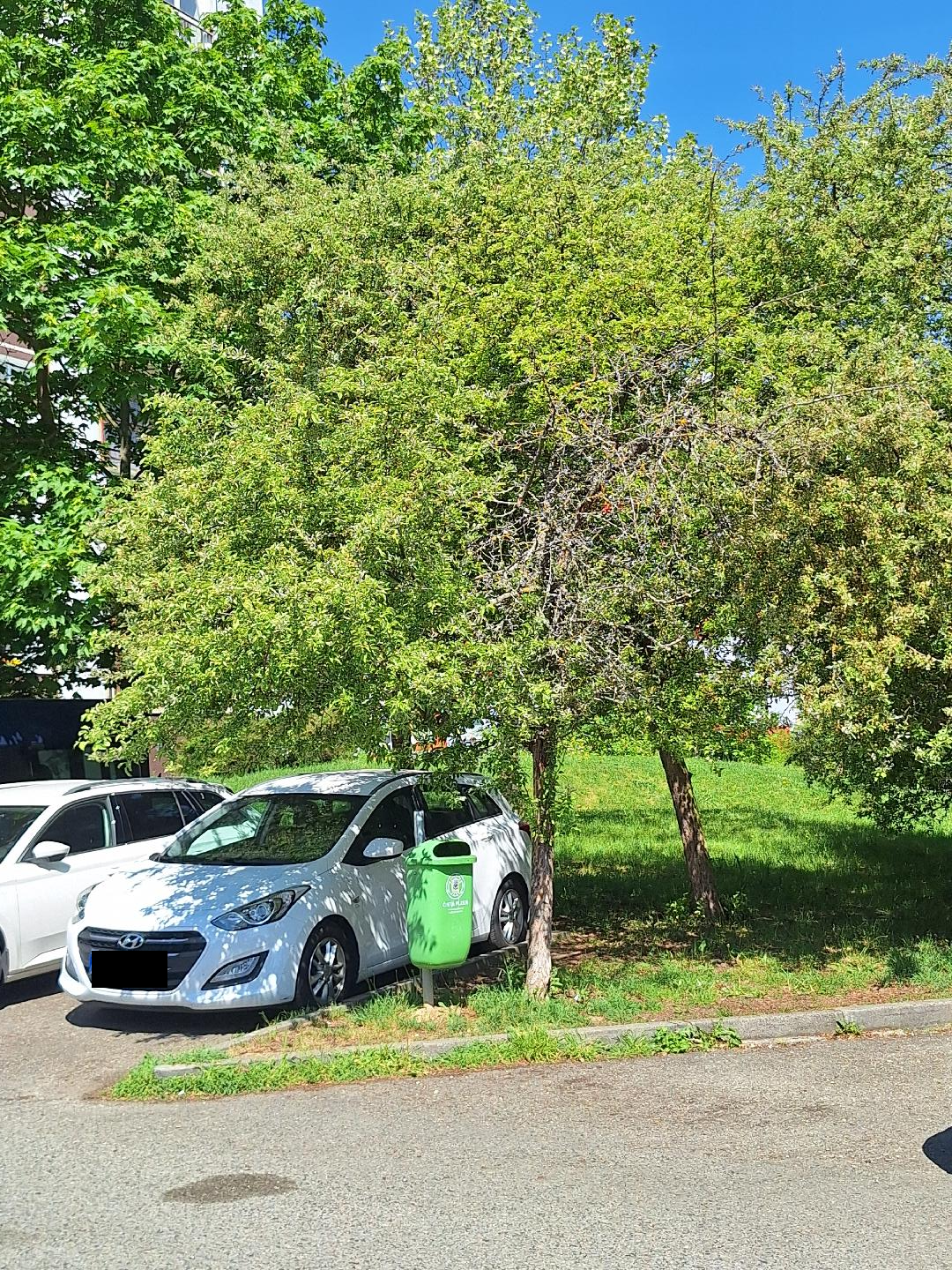 Polosuchý strom