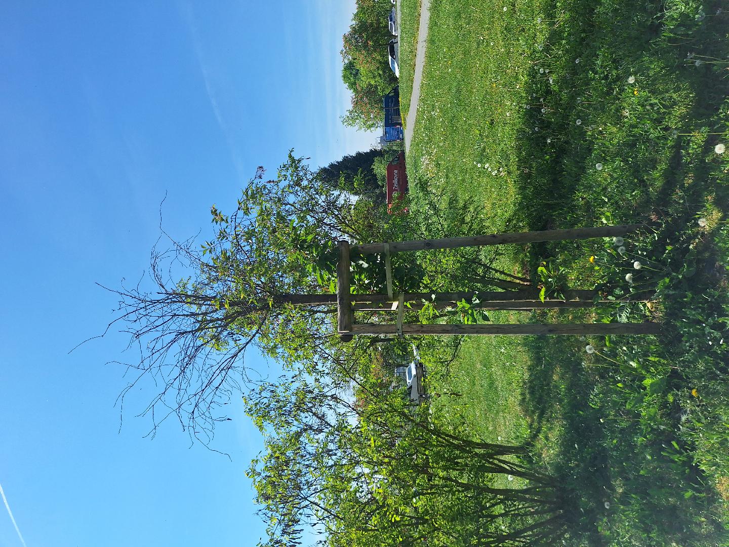 Suchý strom