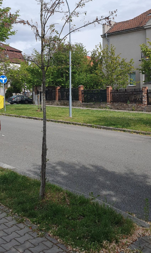 Suchý strom