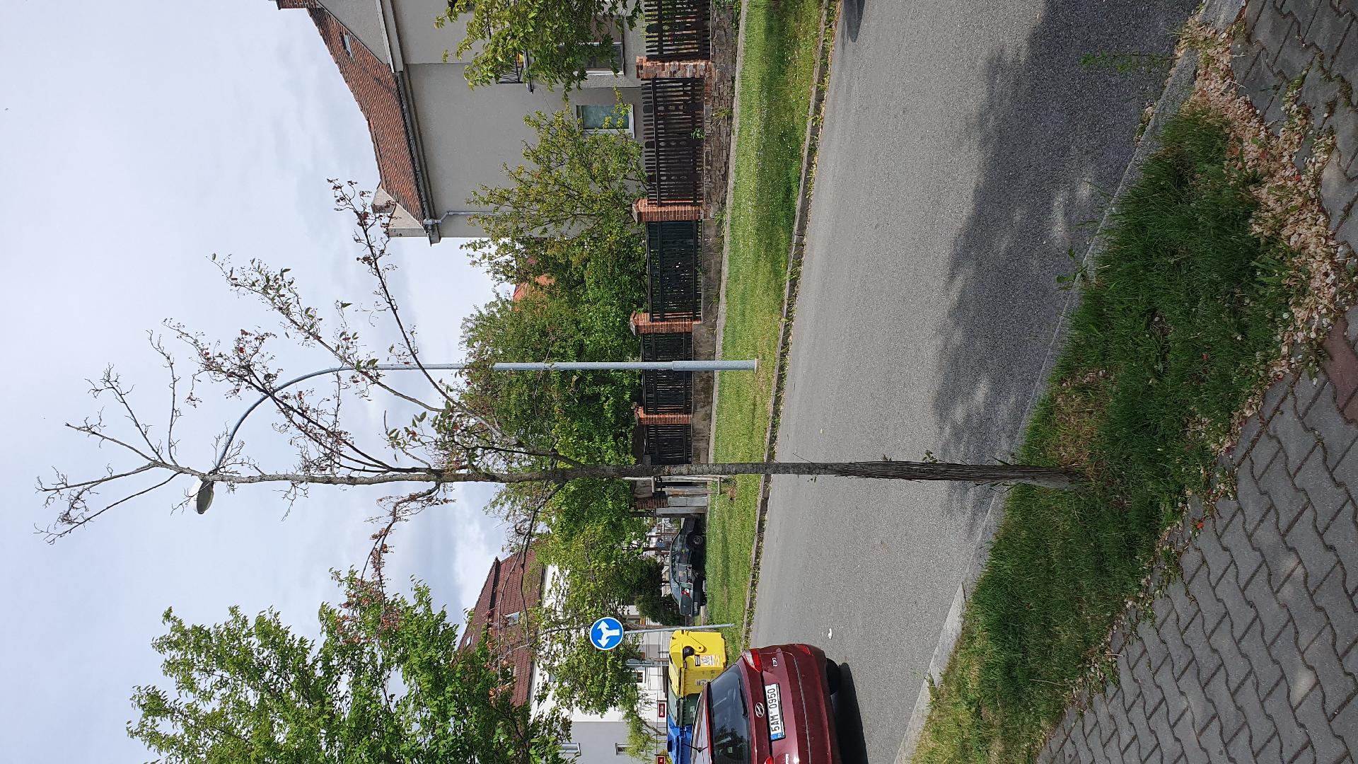 Suchý strom 