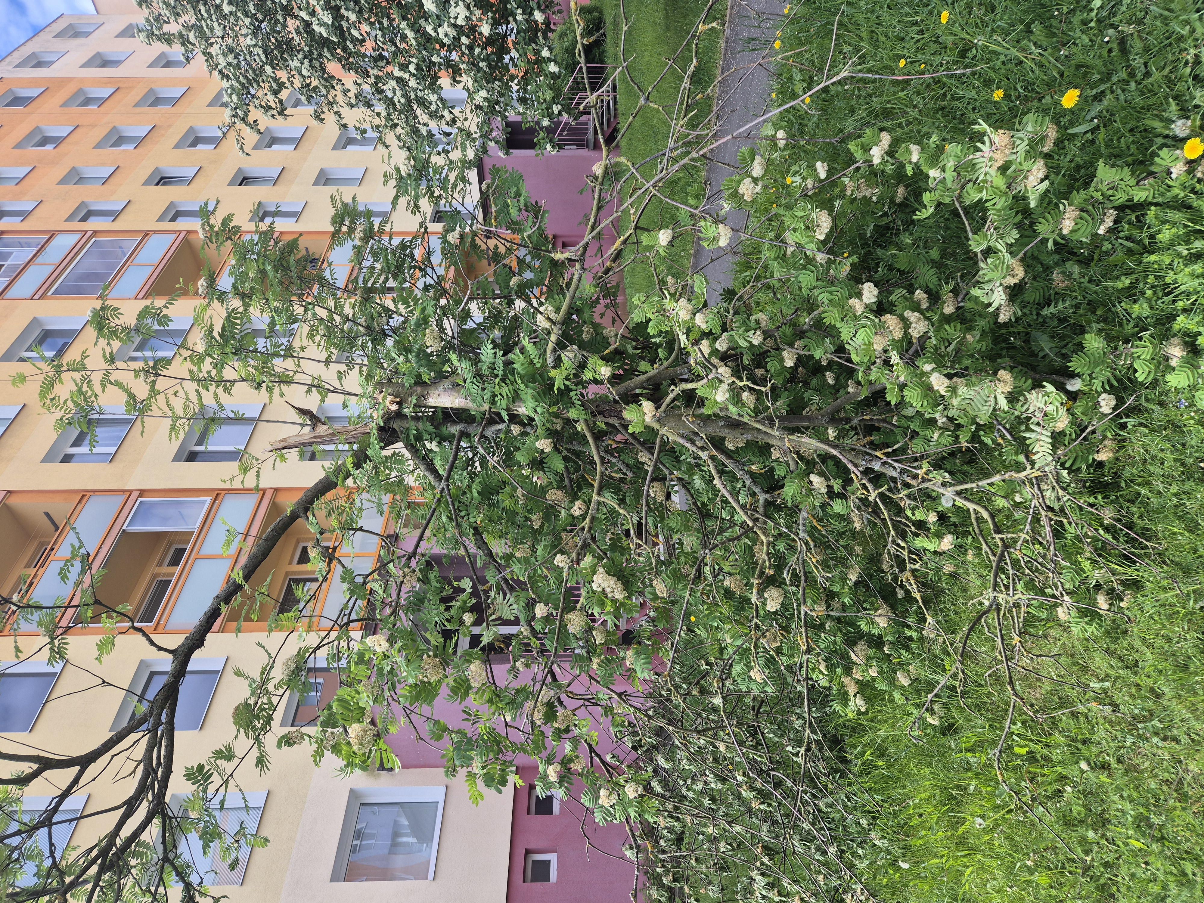 Rozlomený strom