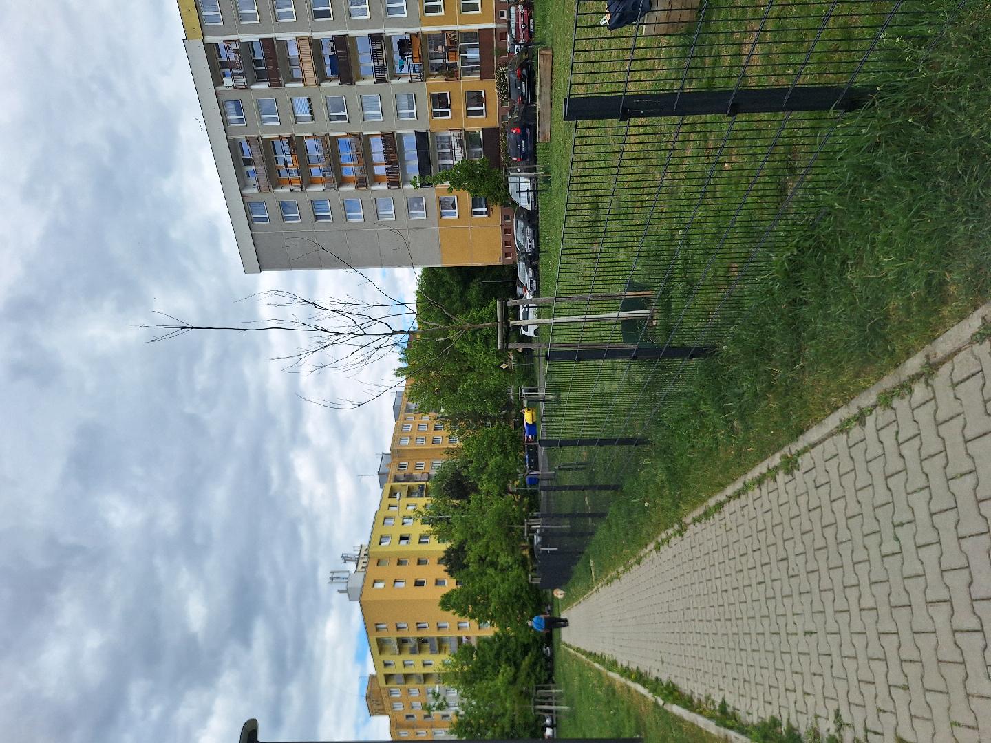 suchy strom 