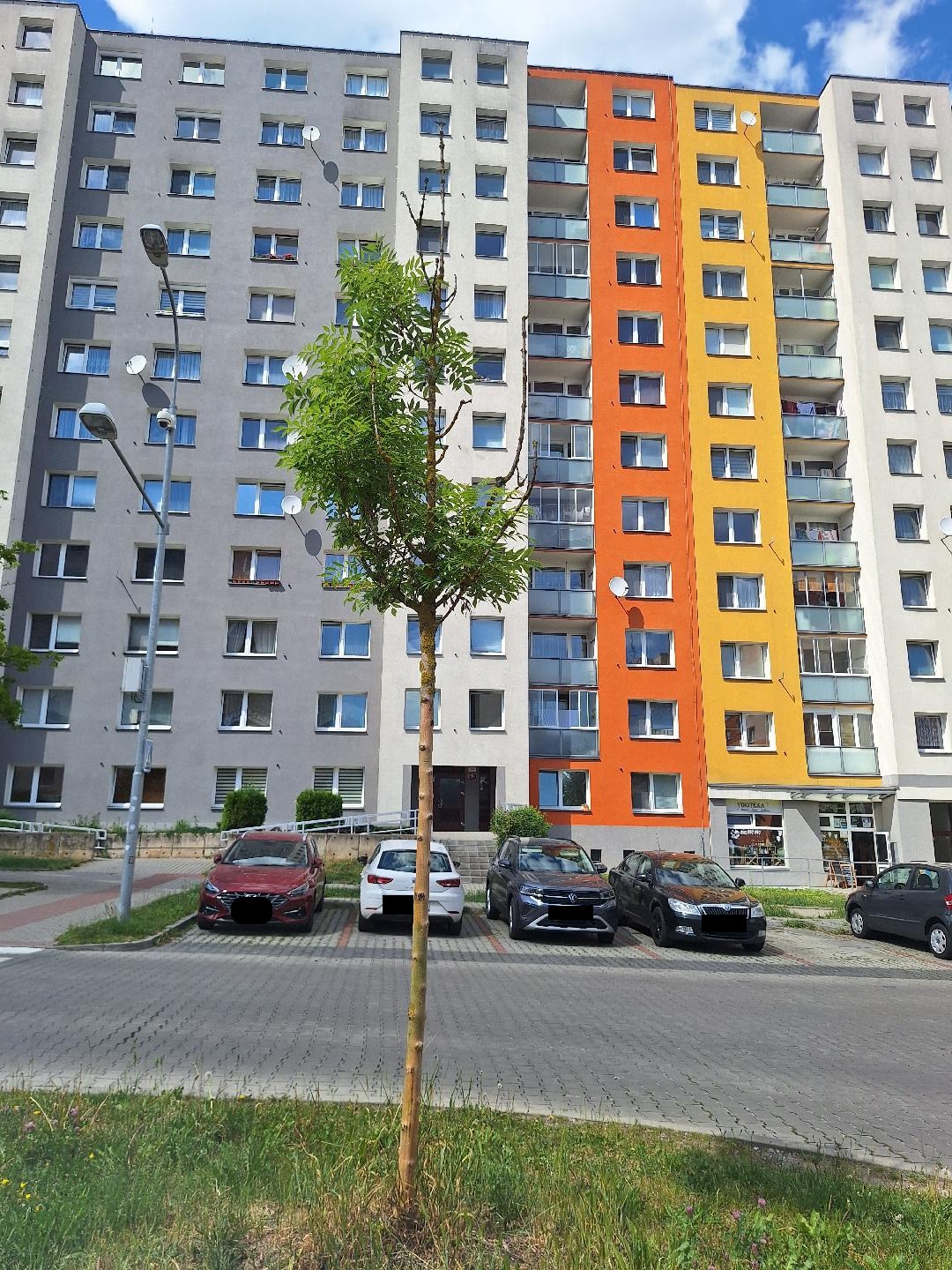 Polosuchý strom