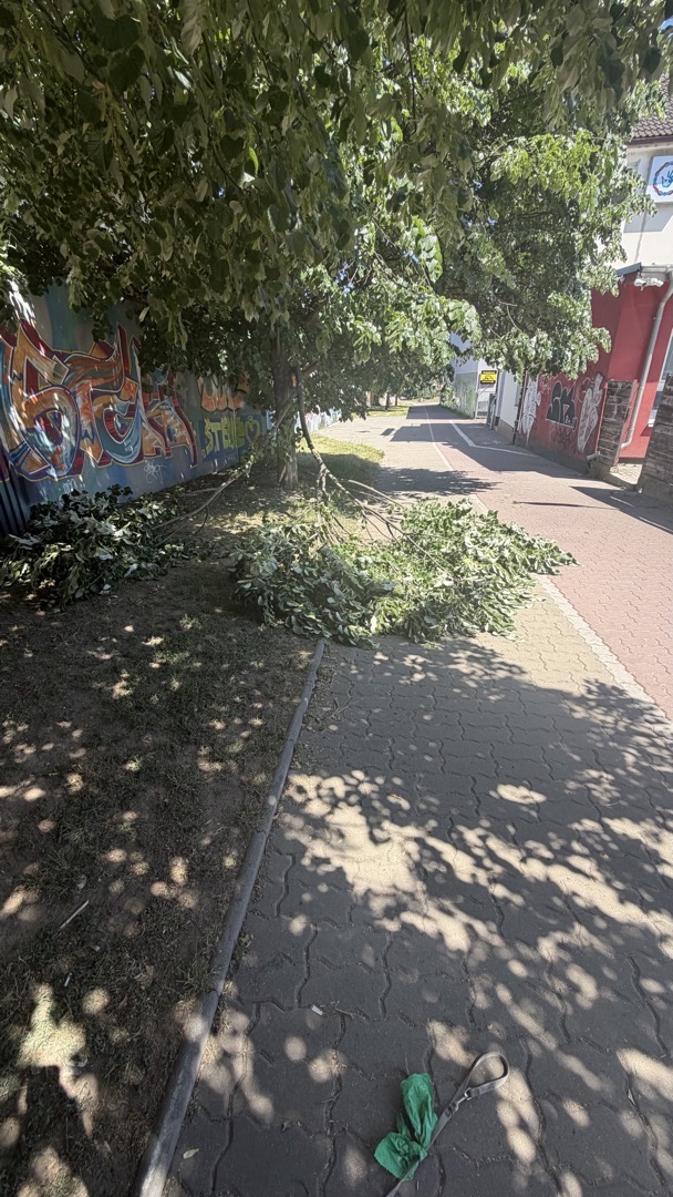 Napůl spadlá větev