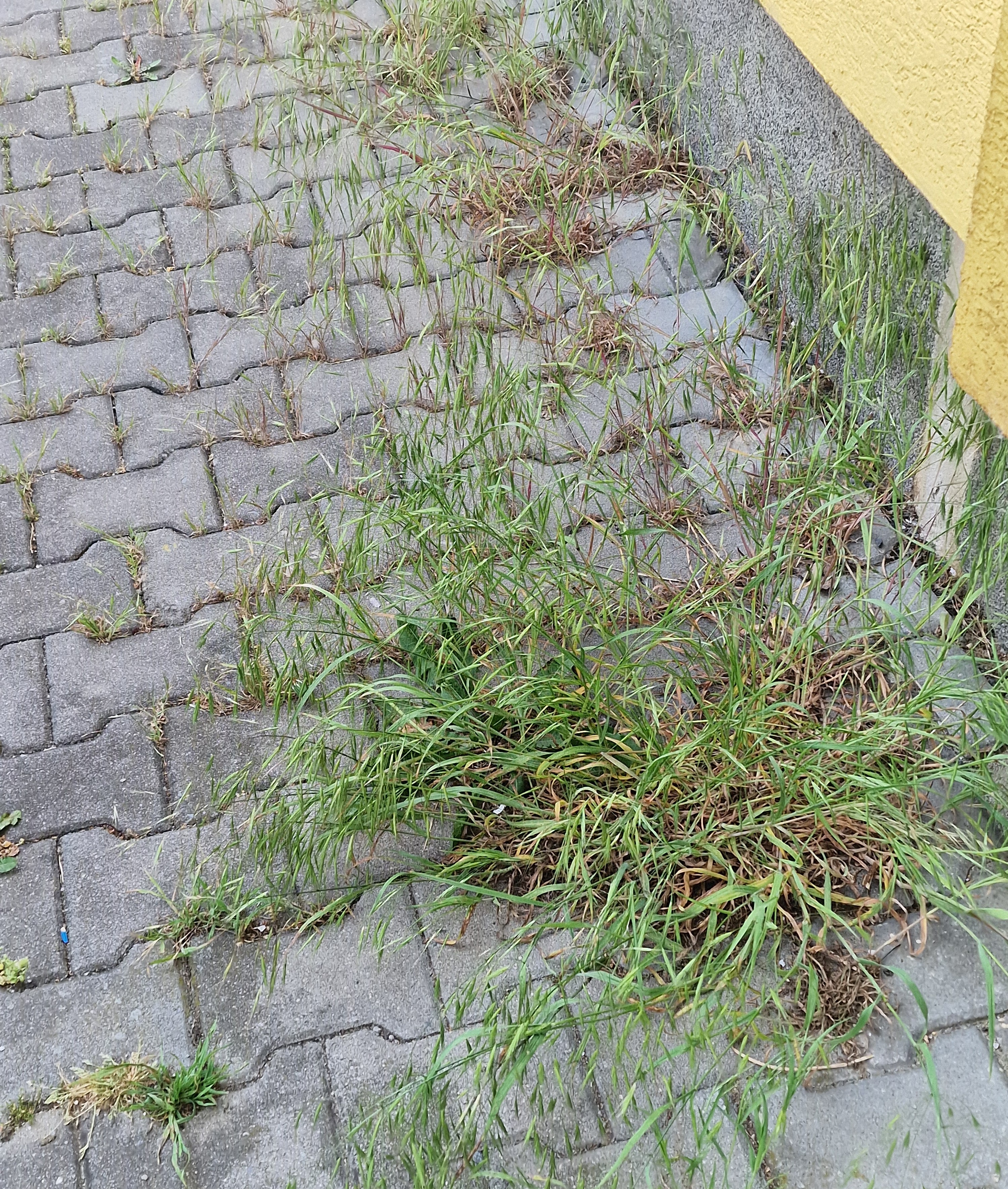 Stále posypový písek ze zimy