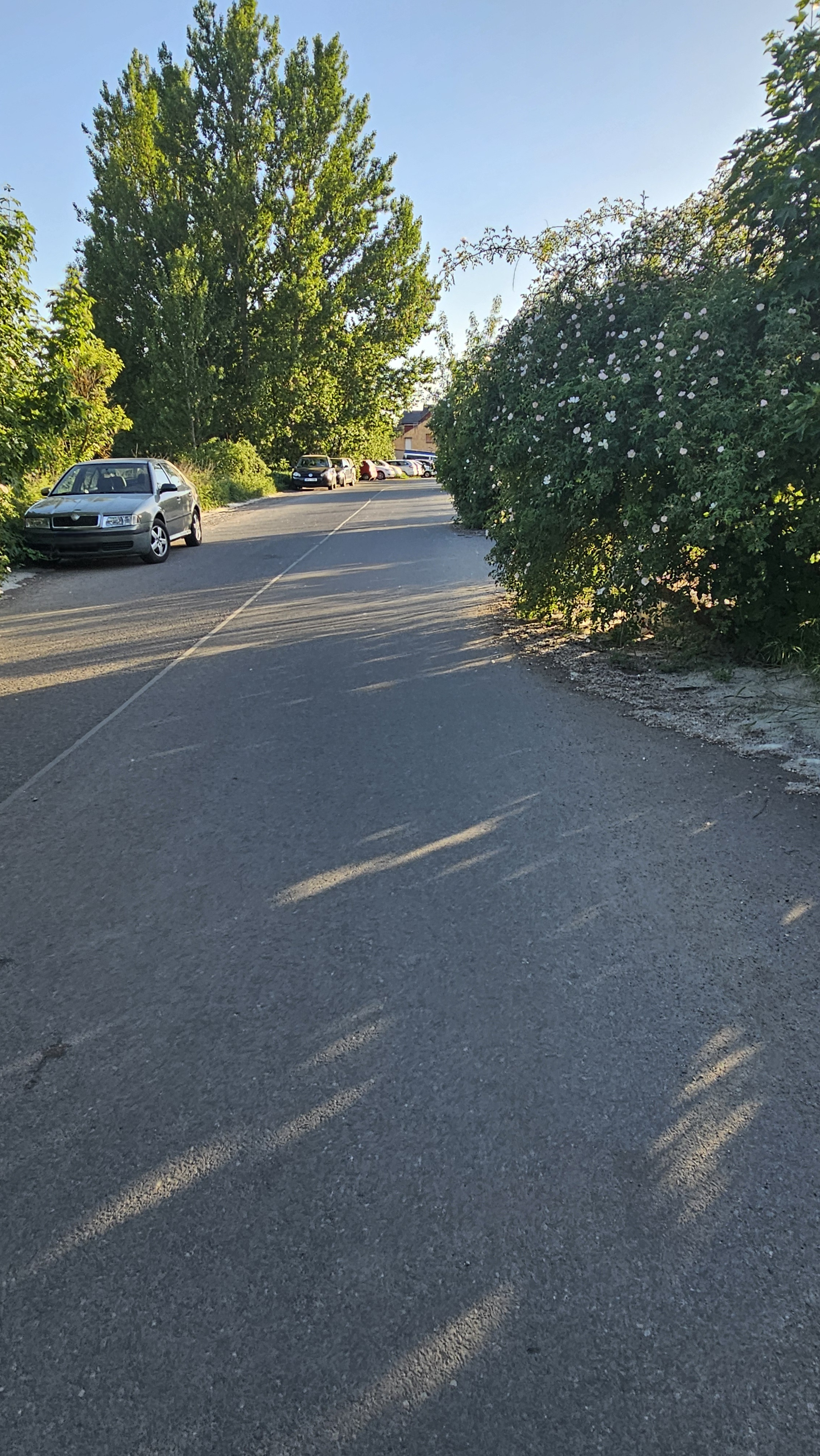 Zeleň ve vozovce