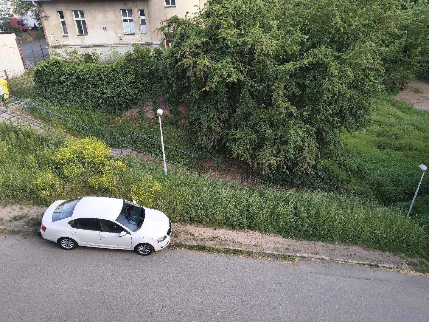 Neposekaná tráva 
